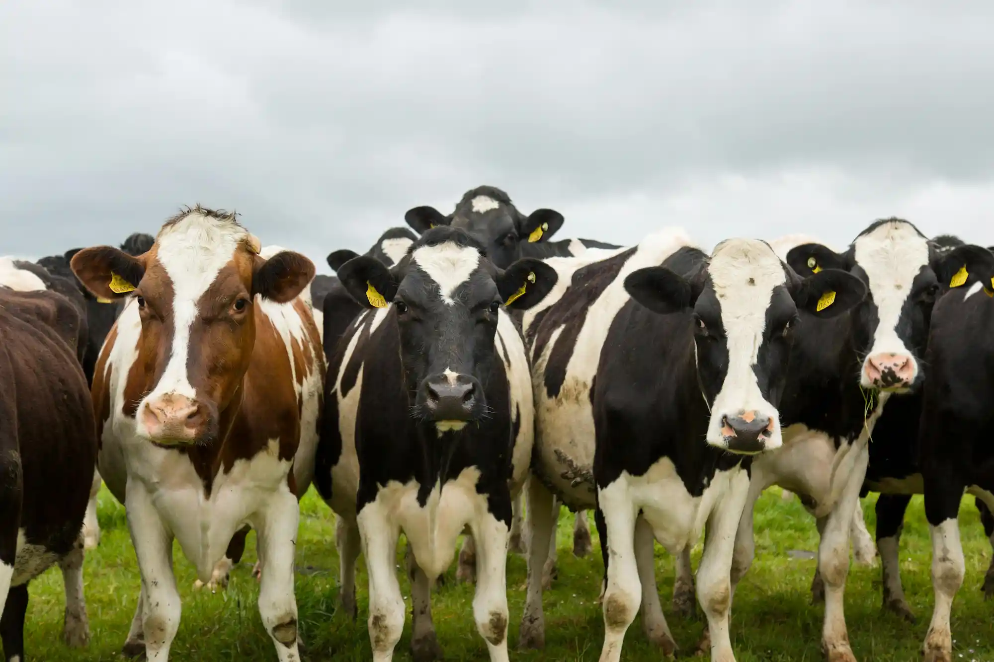 Herd Health Diagnostics