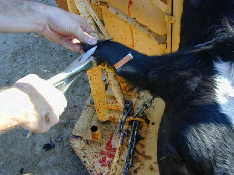 BVD Monitoring & Screening