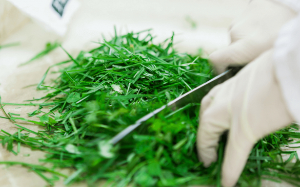 Grass Analysis