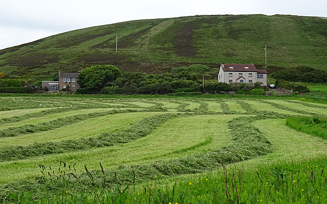 Silage Analysis