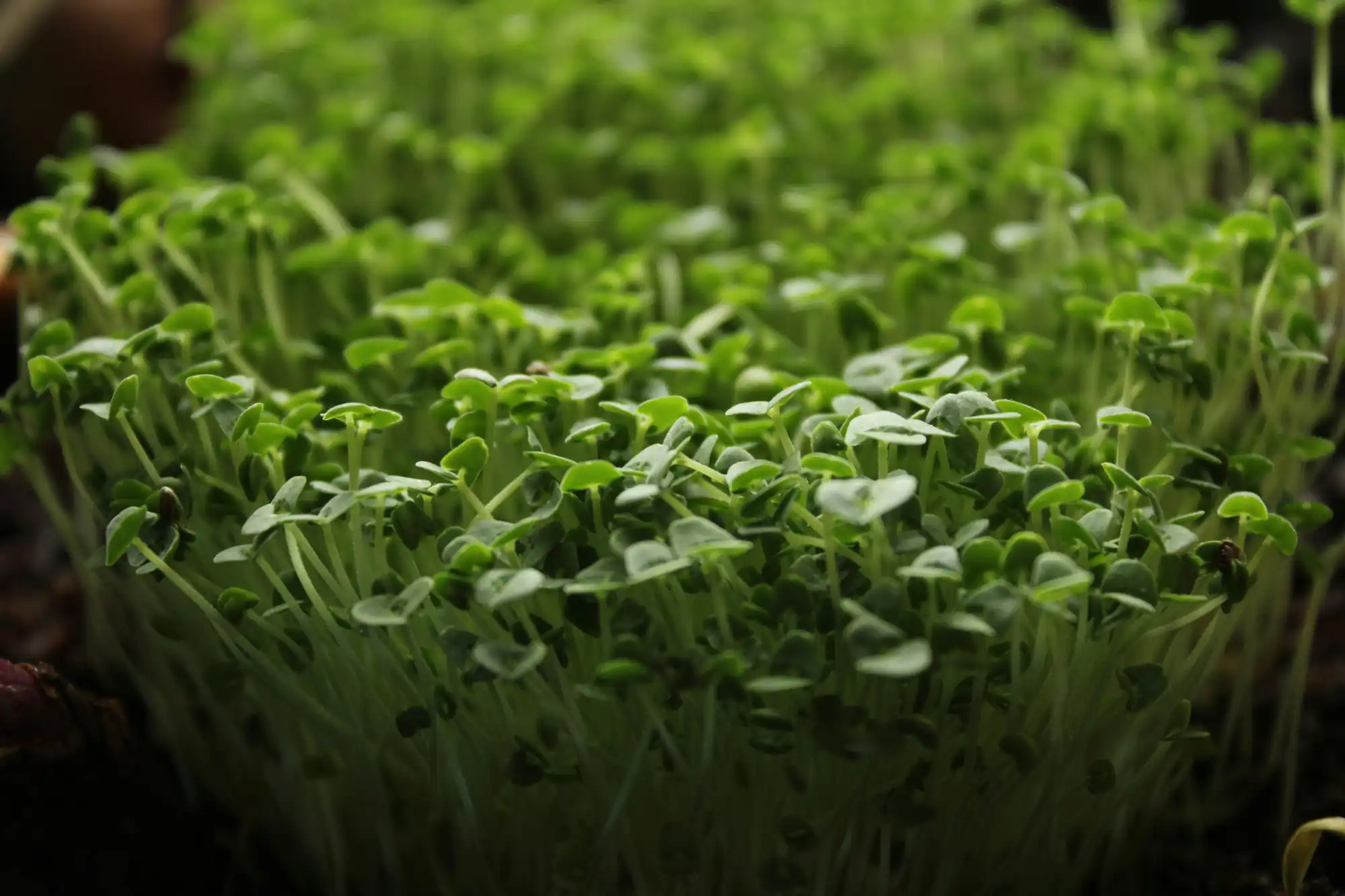 Germination Testing