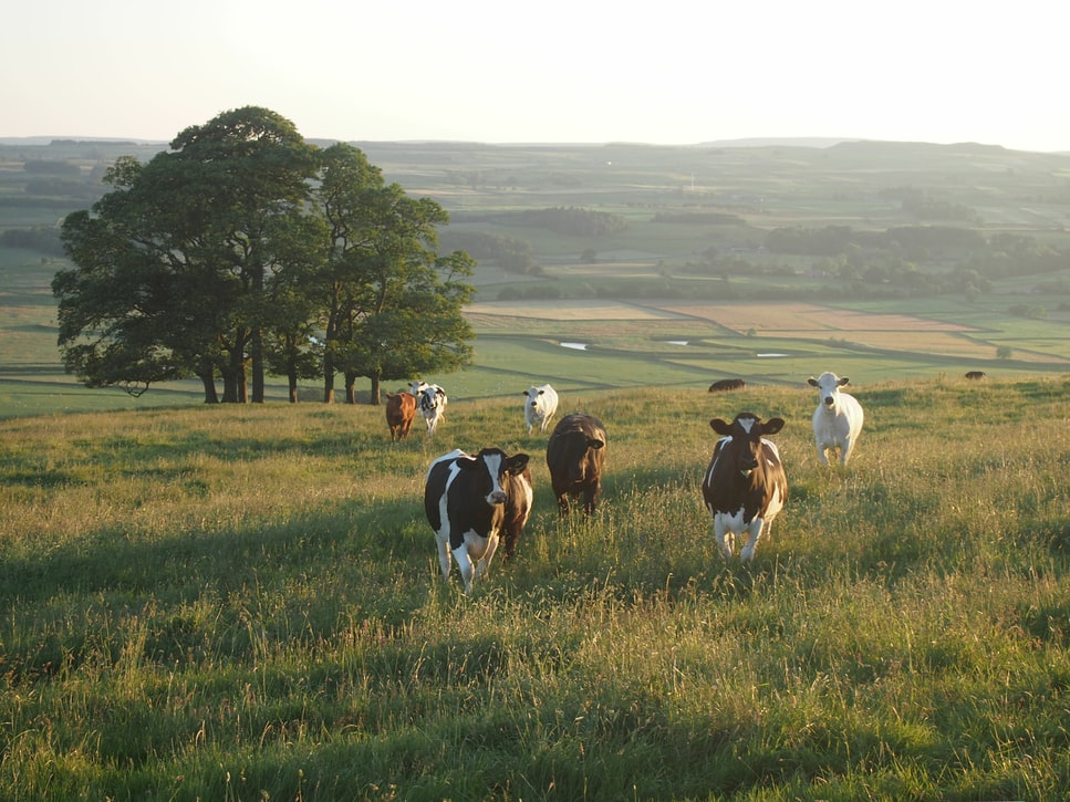 Animal Health