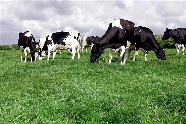 Animal Nutrition
