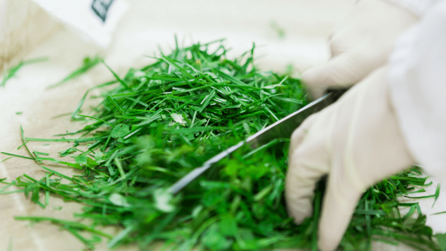 Grass Testing